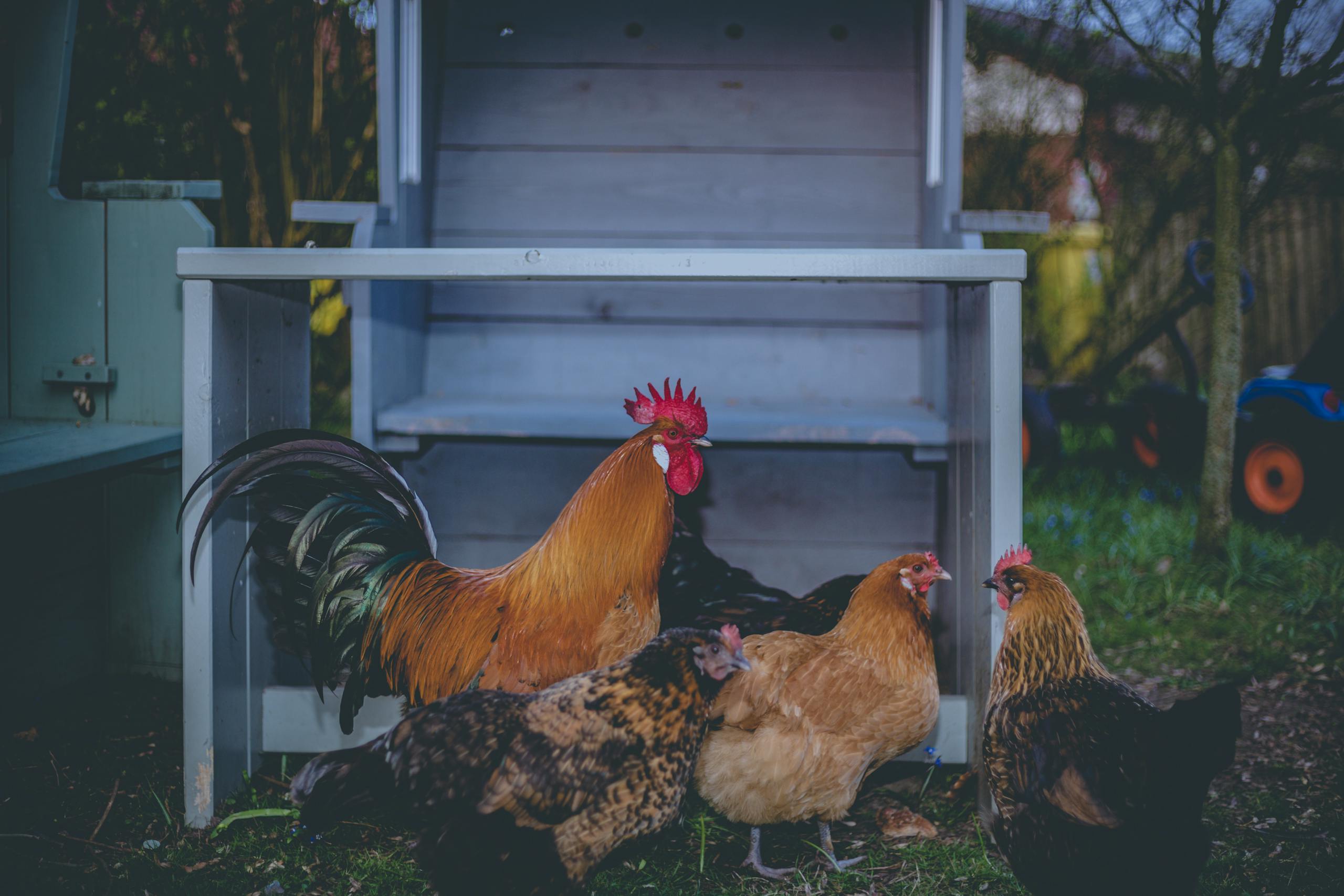 Four Brown Chickens